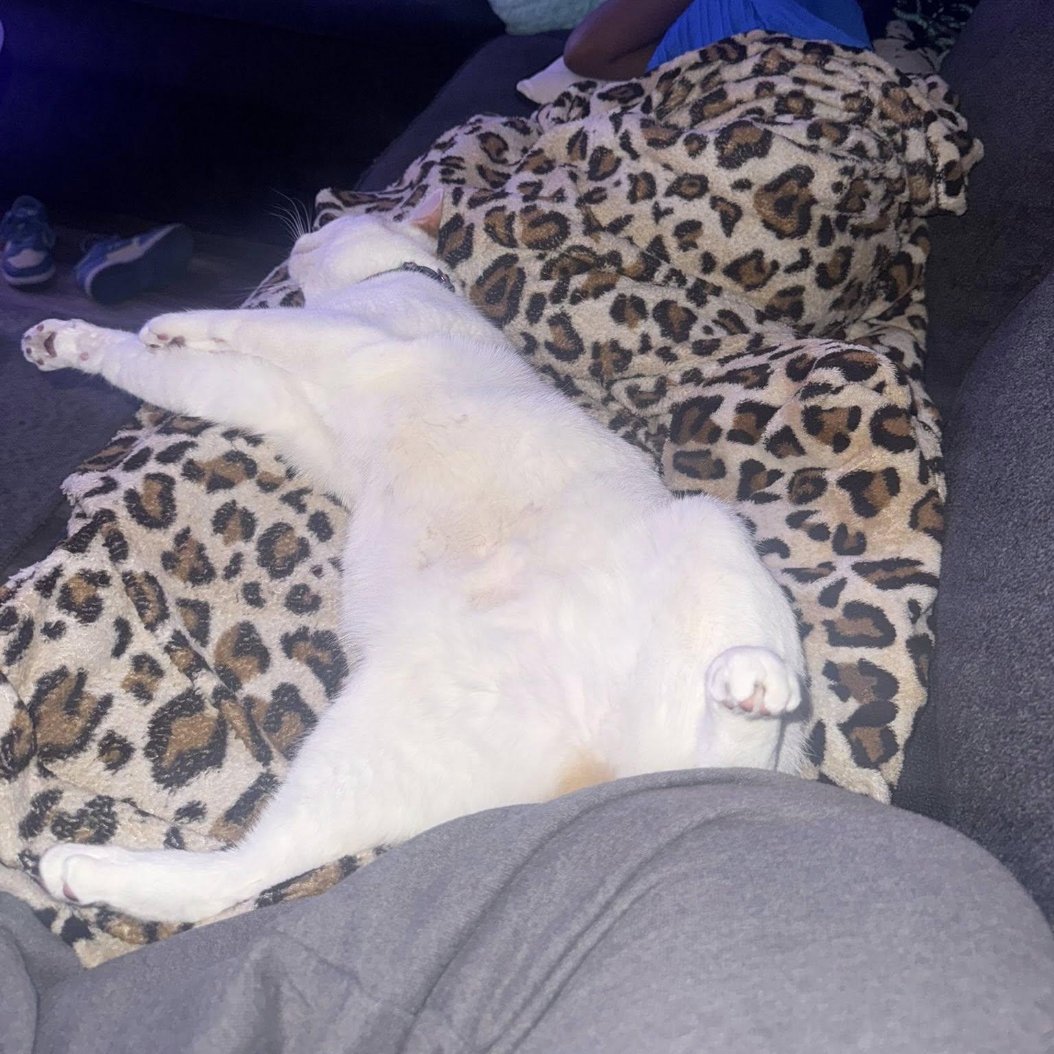 Enlarge Nilah, a Adoptable American Bobtail in jacksonville, FL image 4/4