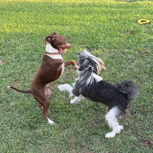 Enlarge Bing (YB), a Adoptable mixed breed in Woodland Hills, CA image 2/6