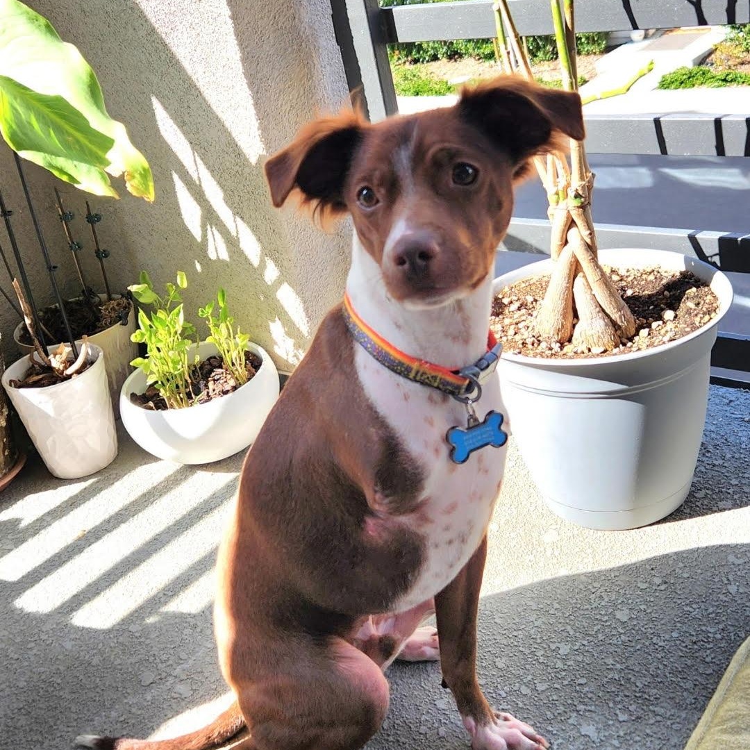 Bing (YB), Adoptable, Young Male Spaniel.