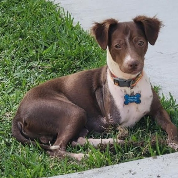 Enlarge Bing (YB), a Adoptable mixed breed in Woodland Hills, CA image 2/3