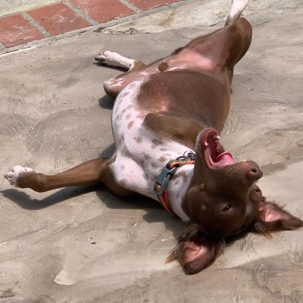 Enlarge Bing (YB), a Adoptable mixed breed in Woodland Hills, CA image 6/6