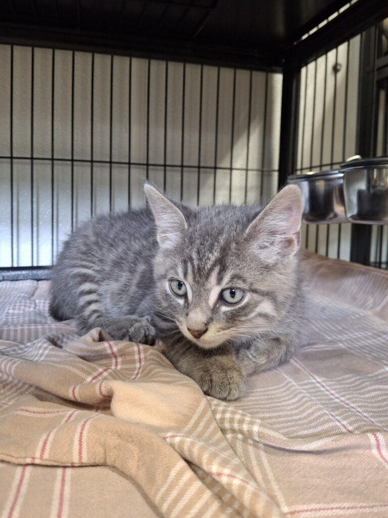 CROUCHY MCGEE, ADOPTABLE, Young Male Domestic Short Hair.