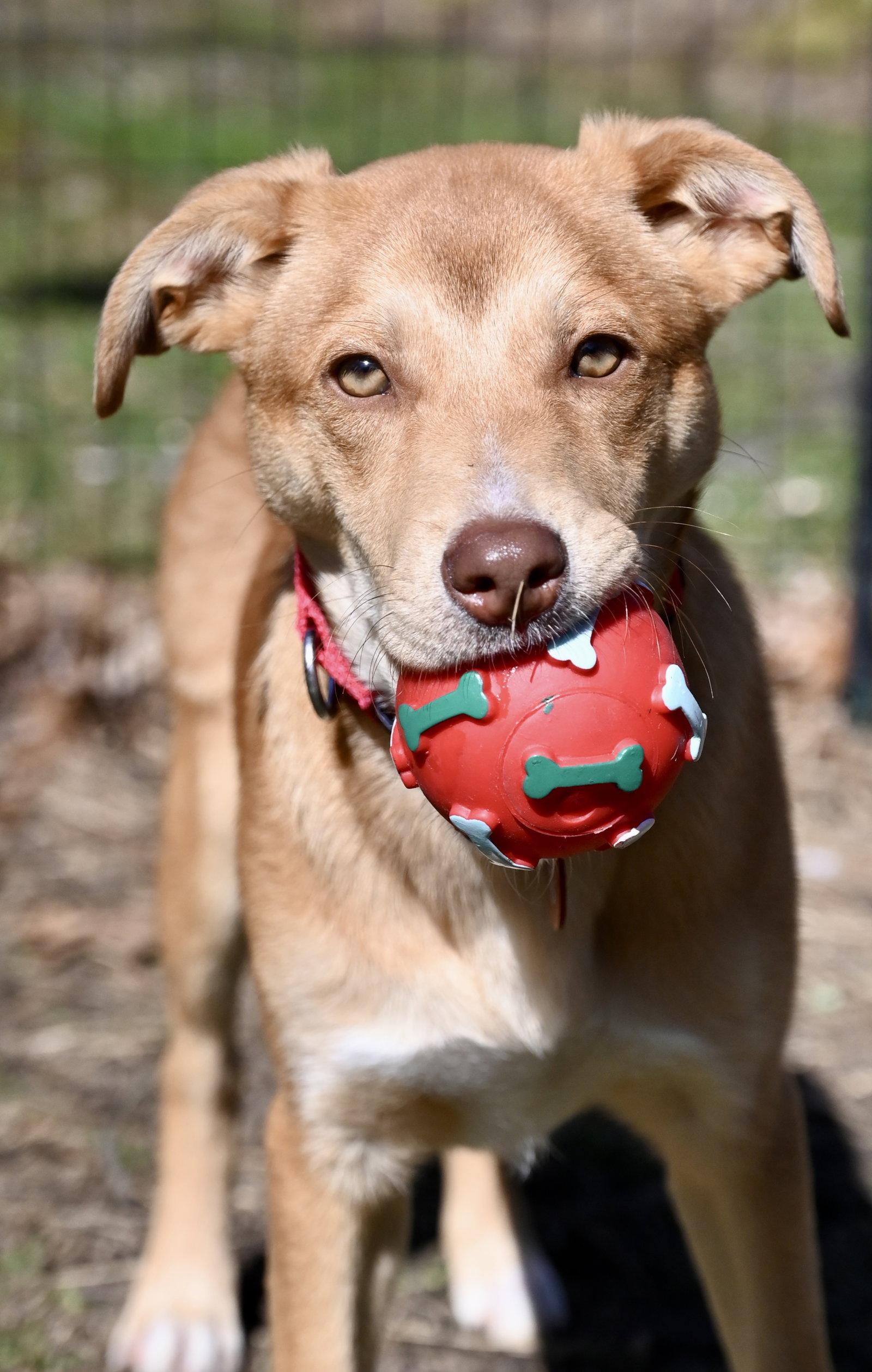 Leah Theo *LOCAL*, Adoptable, Puppy Female Collie.