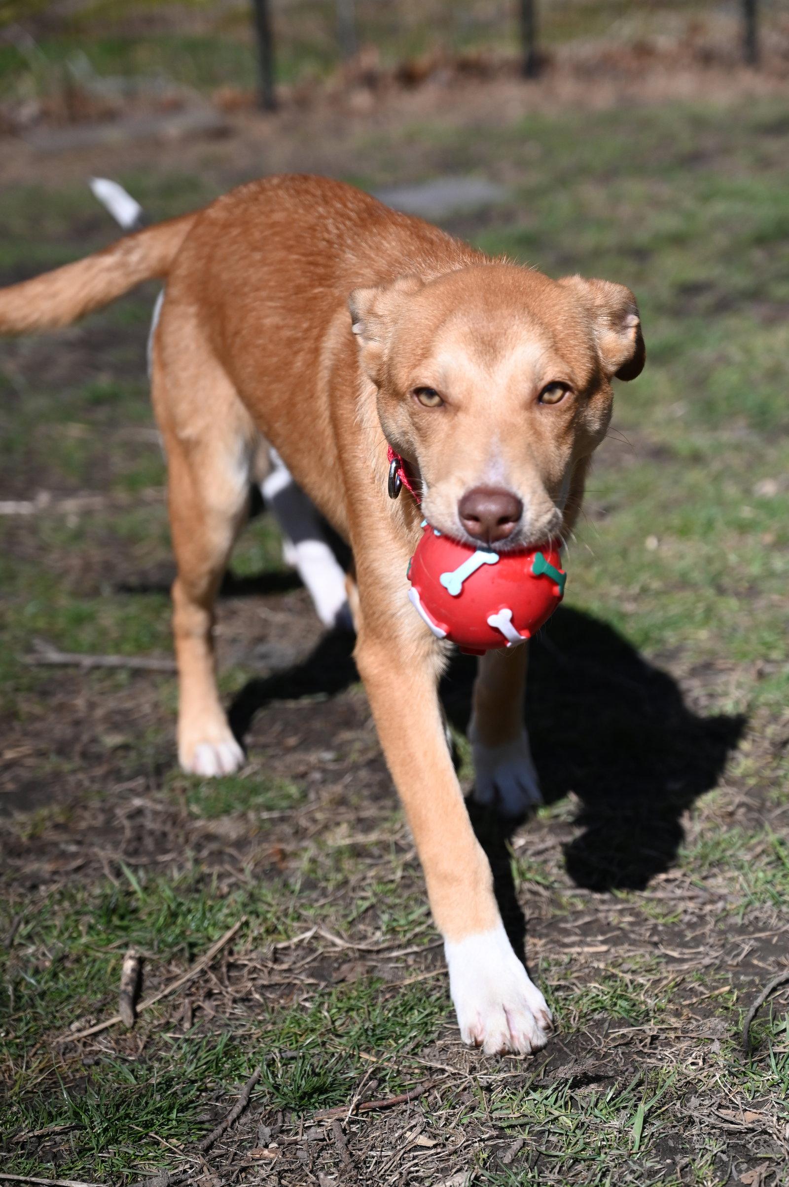 Enlarge Leah Theo *LOCAL*, a Adoptable Collie in Wakefield, RI image 2/3