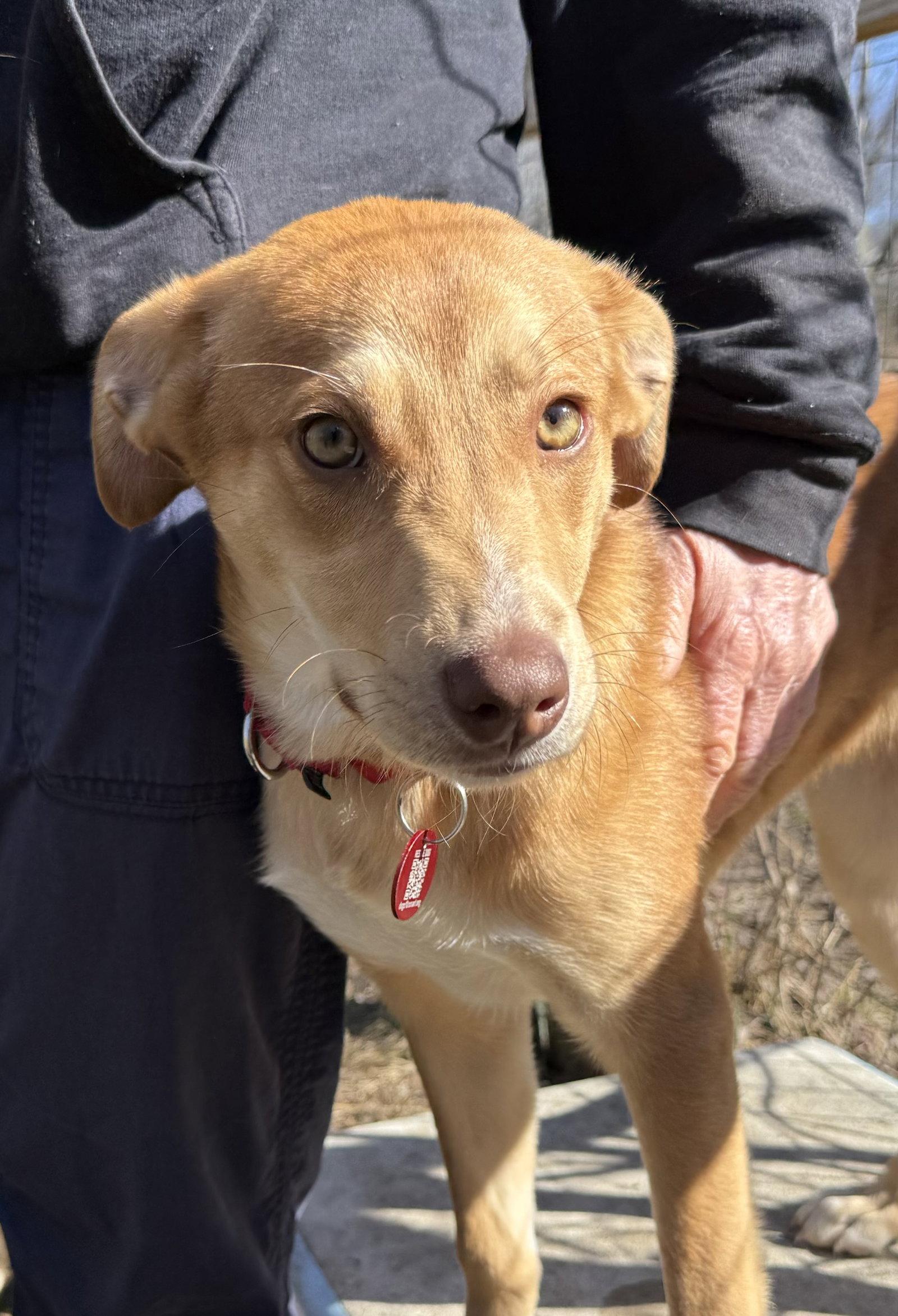 Enlarge Leah Theo *LOCAL*, a Adoptable Collie in Wakefield, RI image 3/3