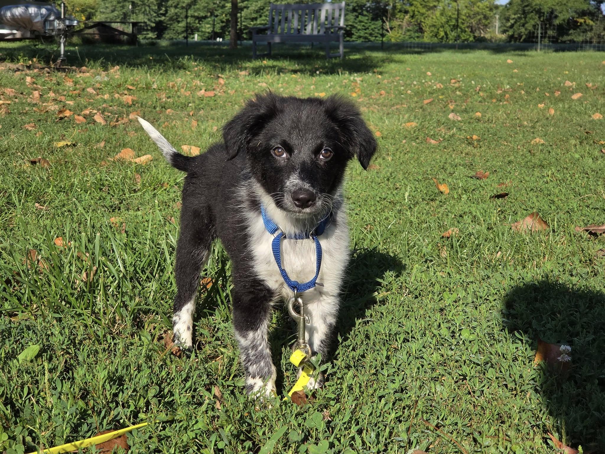 Chloe, a Adopted mixed breed in Chestertown, MD image 3/3