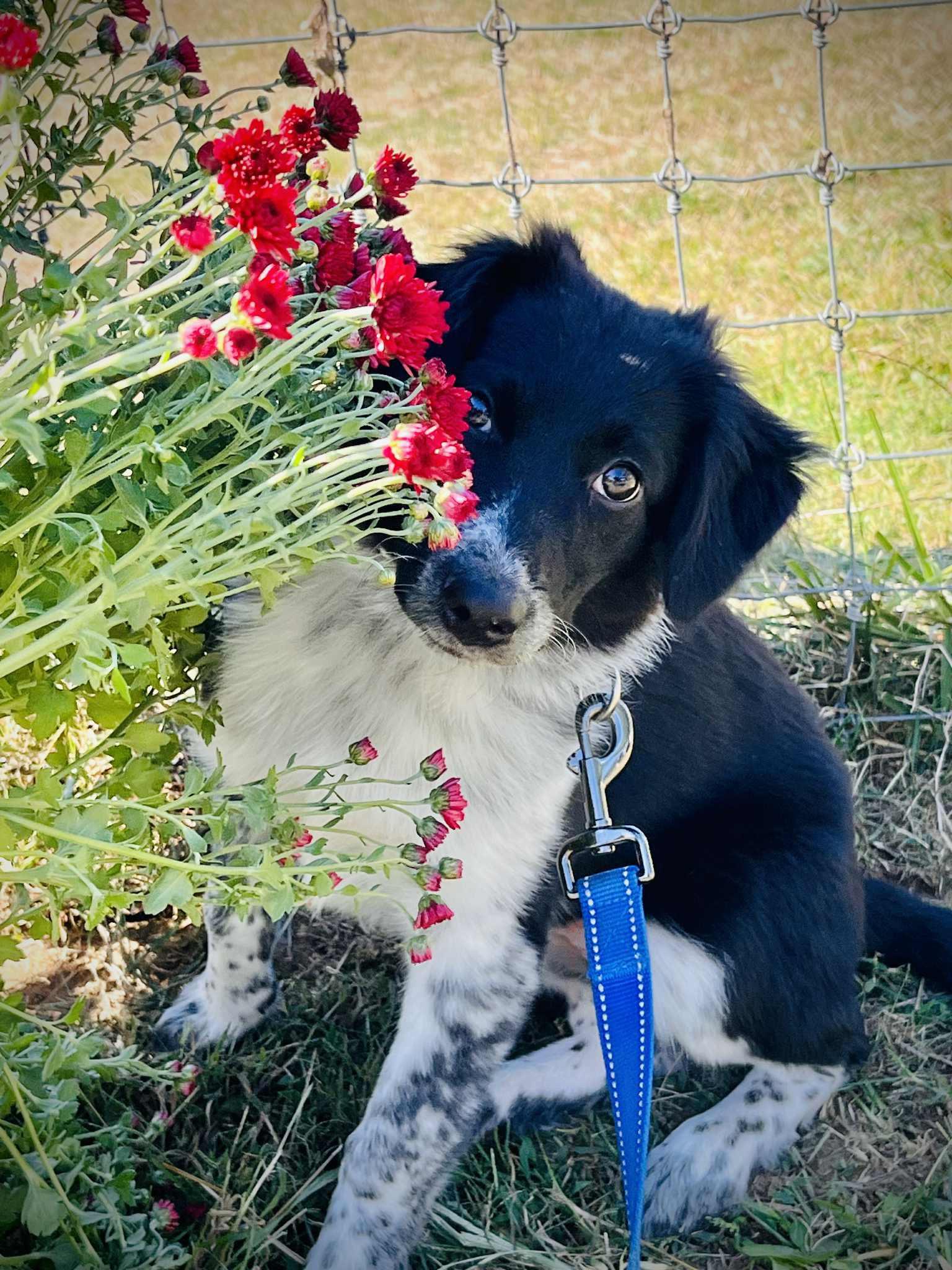Chloe, a Adopted mixed breed in Chestertown, MD image 1/3