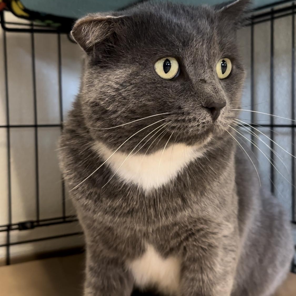 Enlarge Buster, an adoptable Domestic Short Hair in Jackson, CA image 1/2