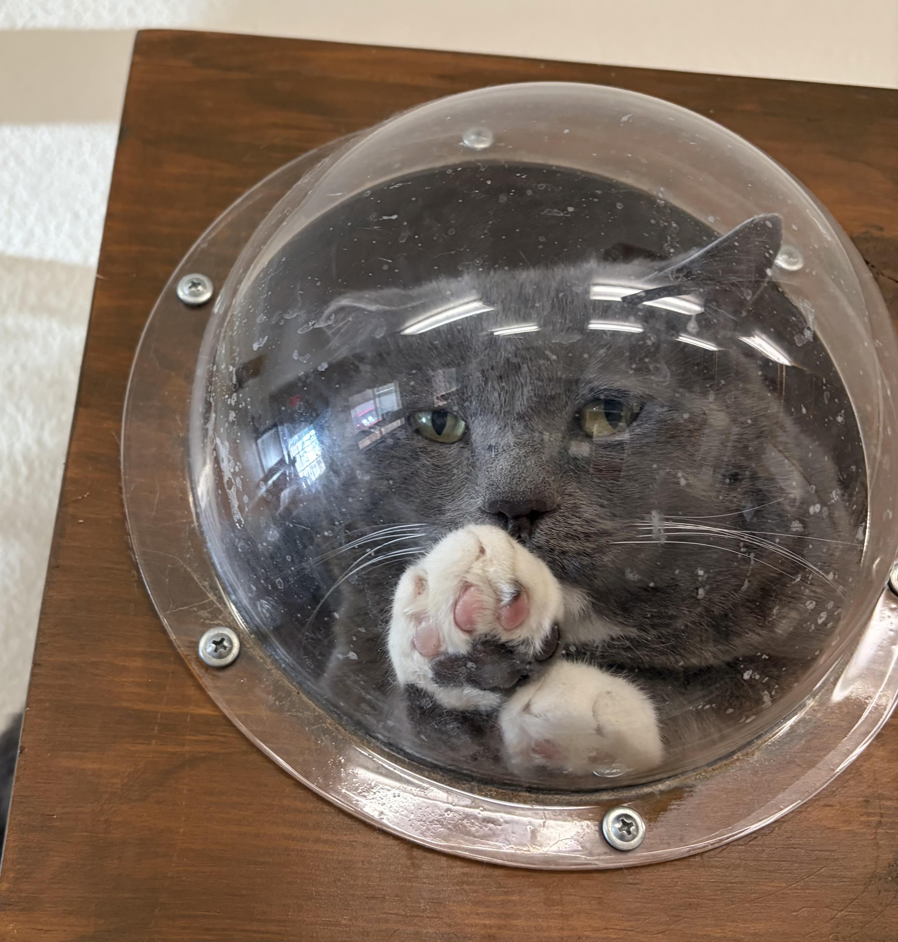 Enlarge Buster, an adoptable Domestic Short Hair in Jackson, CA image 4/5