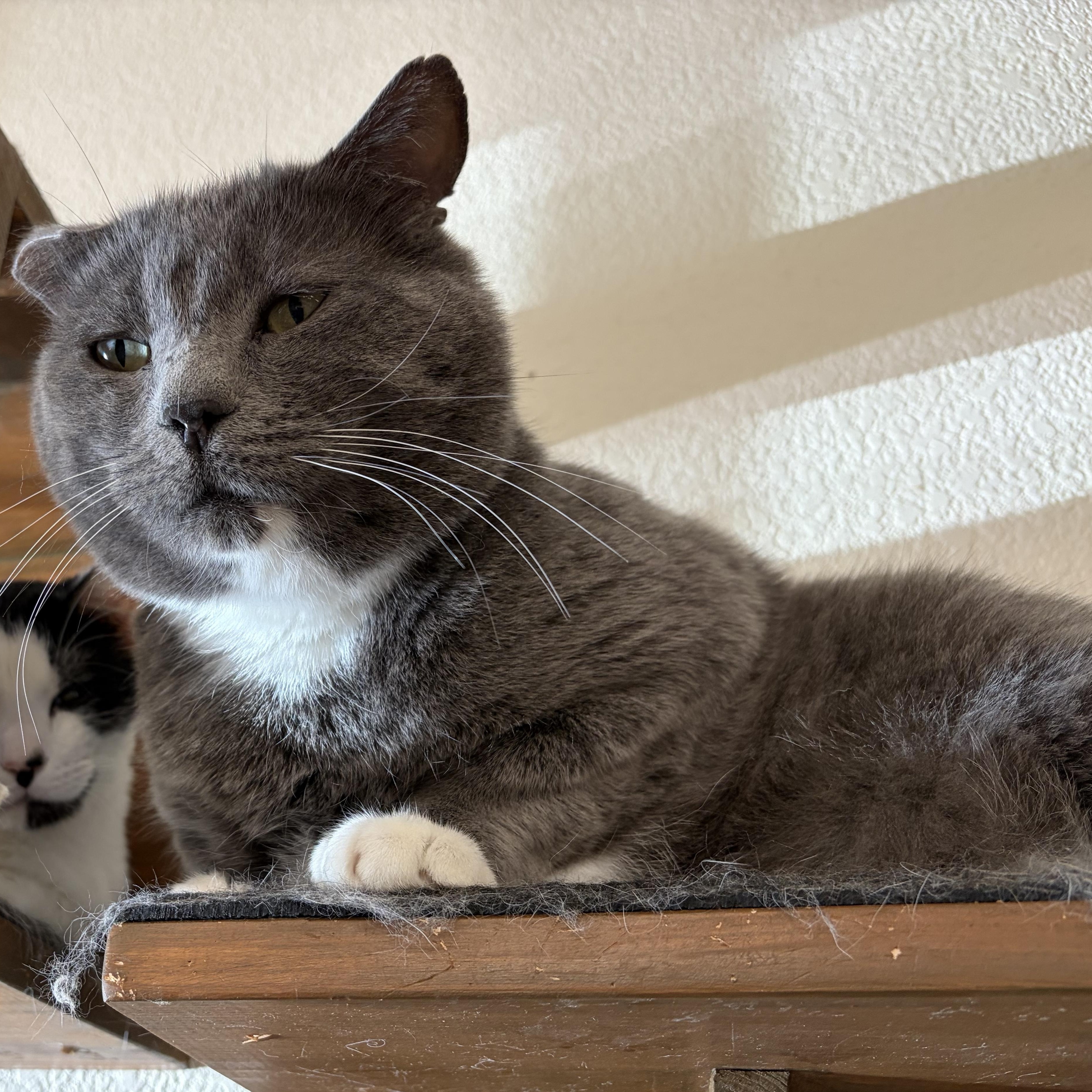 Enlarge Buster, an adoptable Domestic Short Hair in Jackson, CA image 2/5