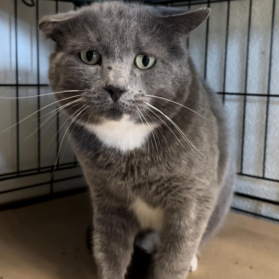 Enlarge Buster, an adoptable Domestic Short Hair in Jackson, CA image 2/2