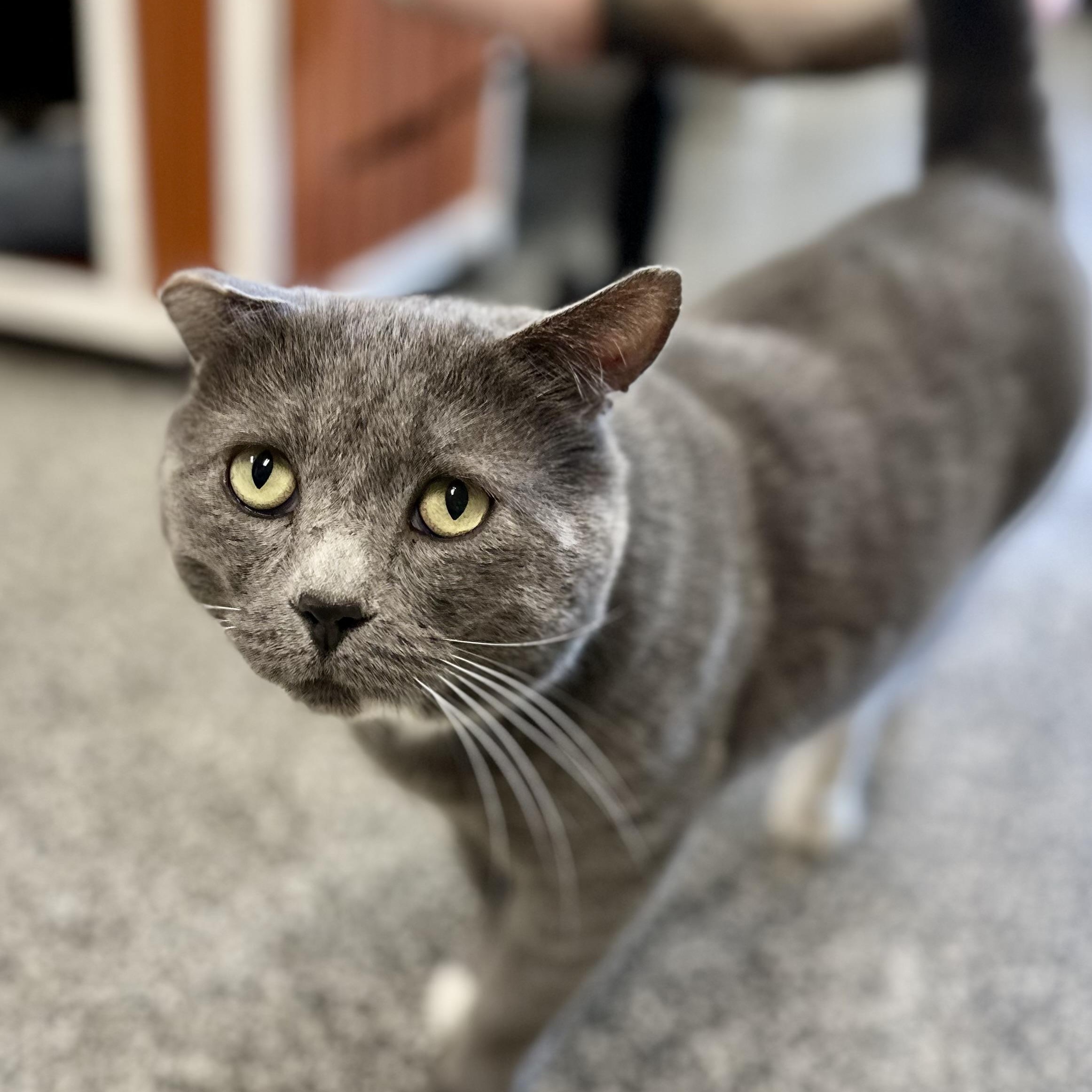 Enlarge Buster, an adoptable Domestic Short Hair in Jackson, CA image 1/5