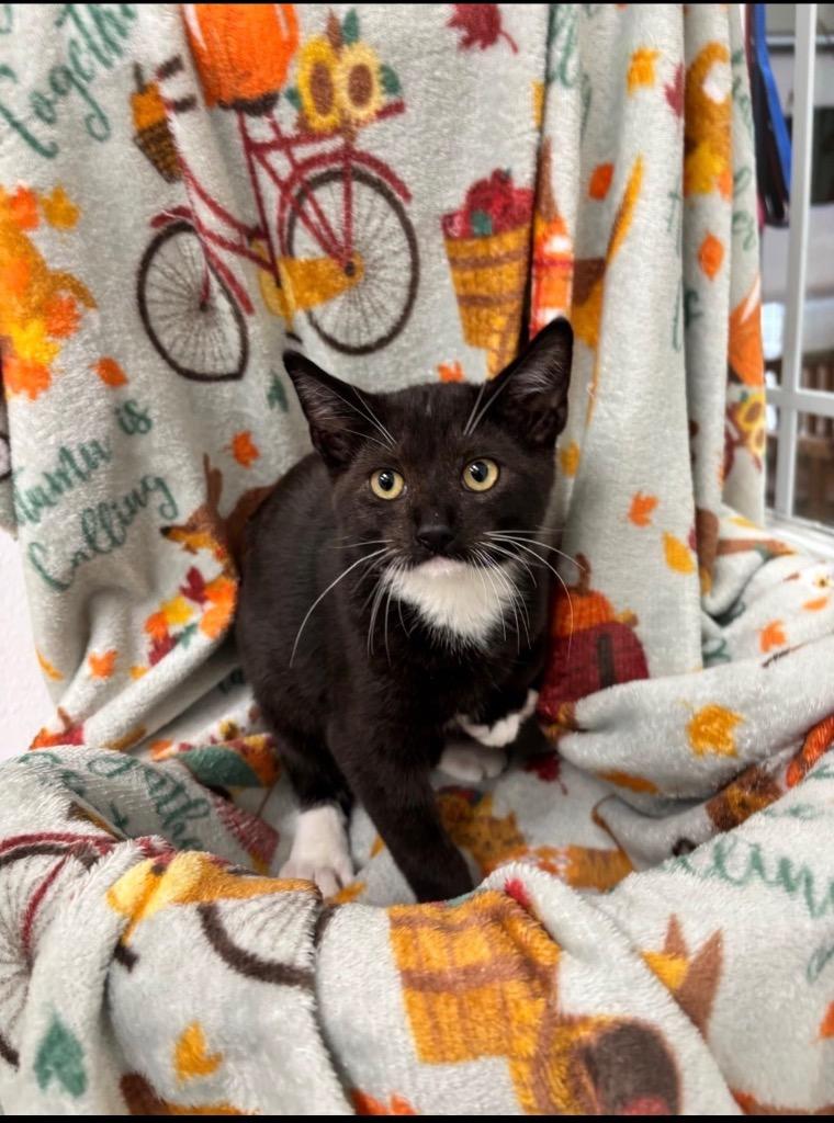 Enlarge Chris, a Adoptable mixed breed in Brookings, OR image 2/2