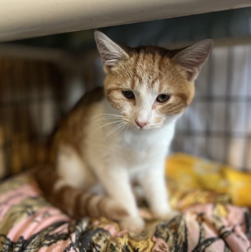 Tubby, Young Male Domestic Short Hair