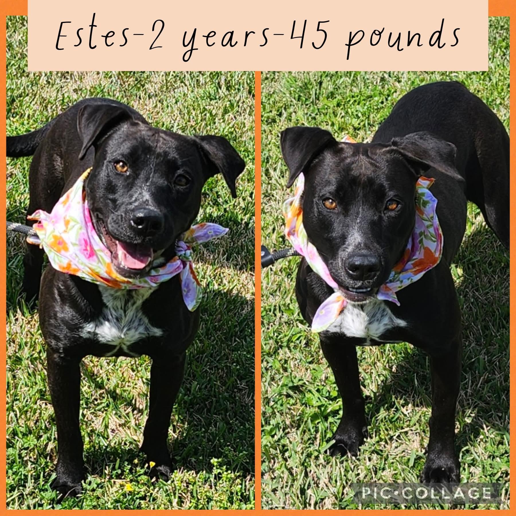 Enlarge Estes, a ADOPTABLE mixed breed in New Iberia, LA image 1/1