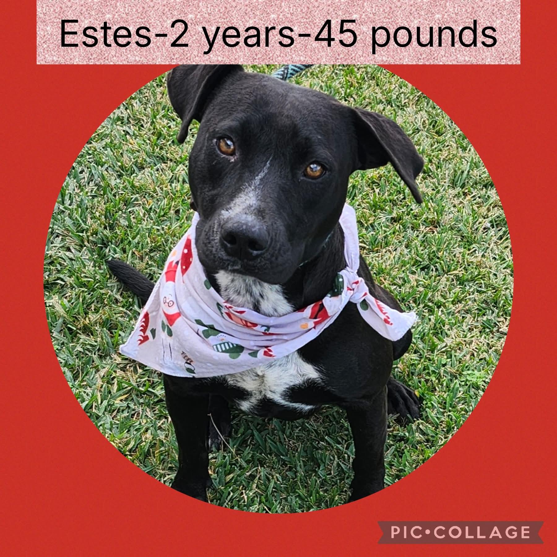 Enlarge Estes, a ADOPTABLE mixed breed in New Iberia, LA image 1/1