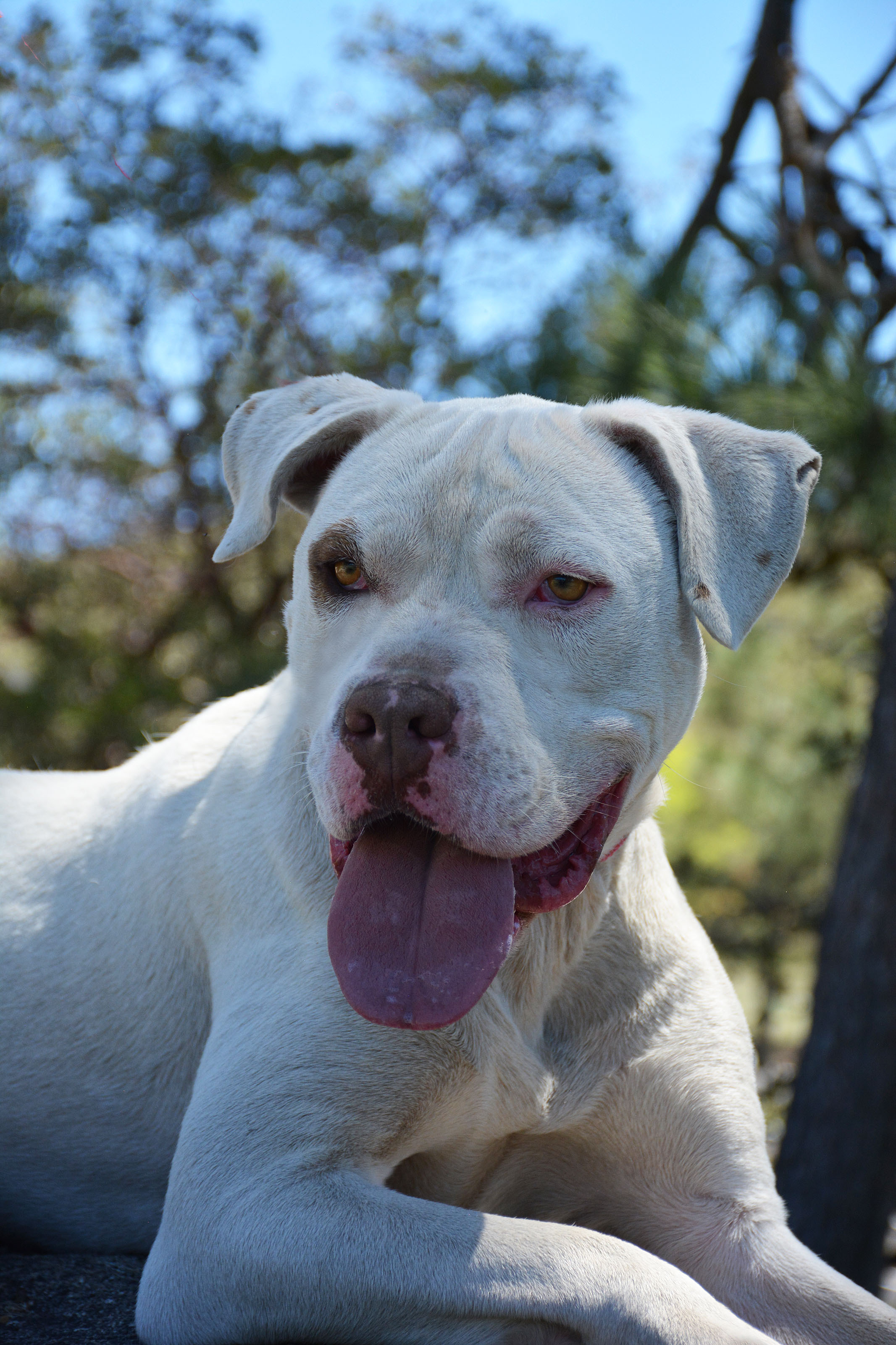 Han, a Adoptable mixed breed in Mountain Center, CA image 1/12