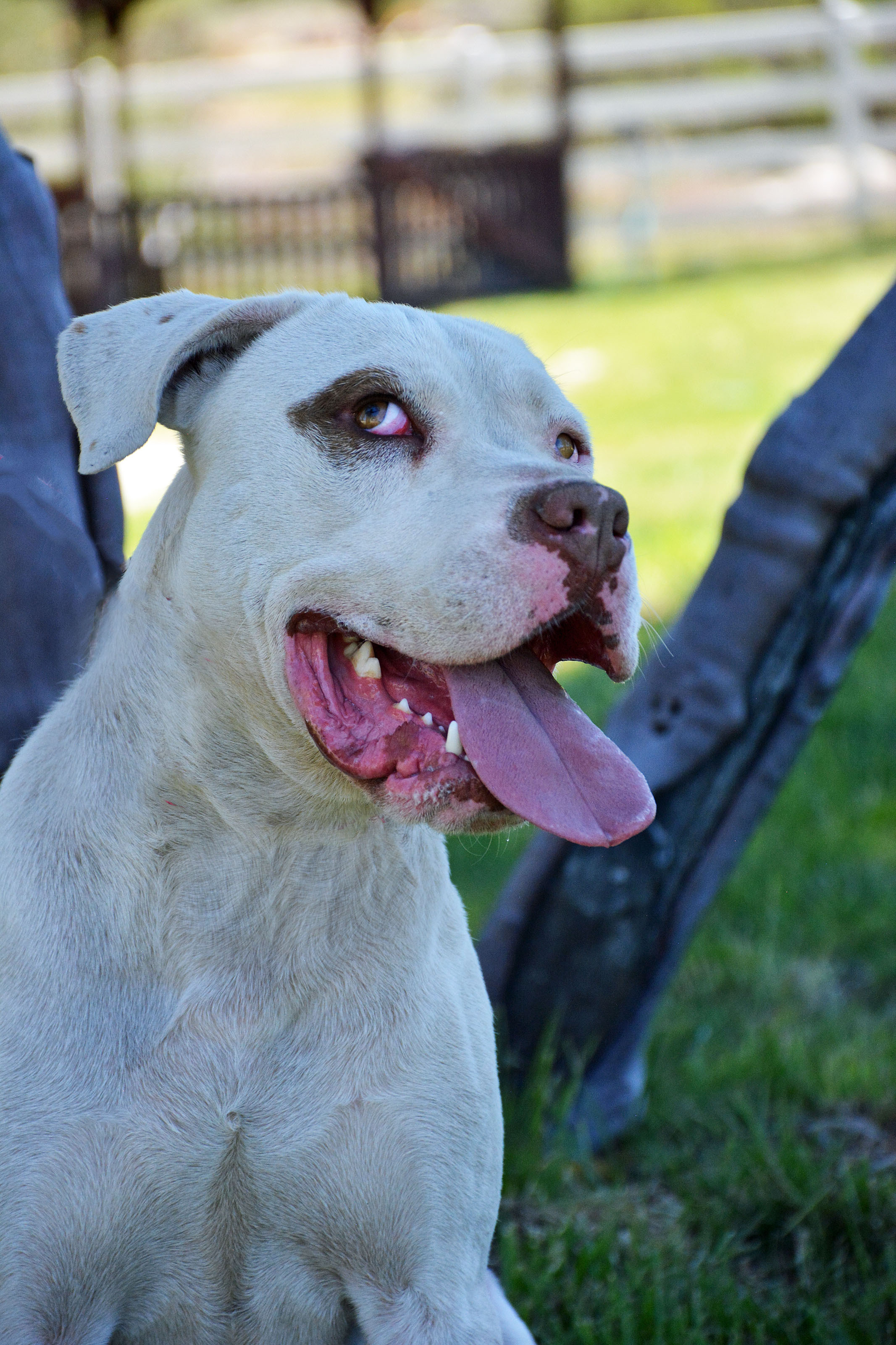Han, a Adoptable mixed breed in Mountain Center, CA image 3/12