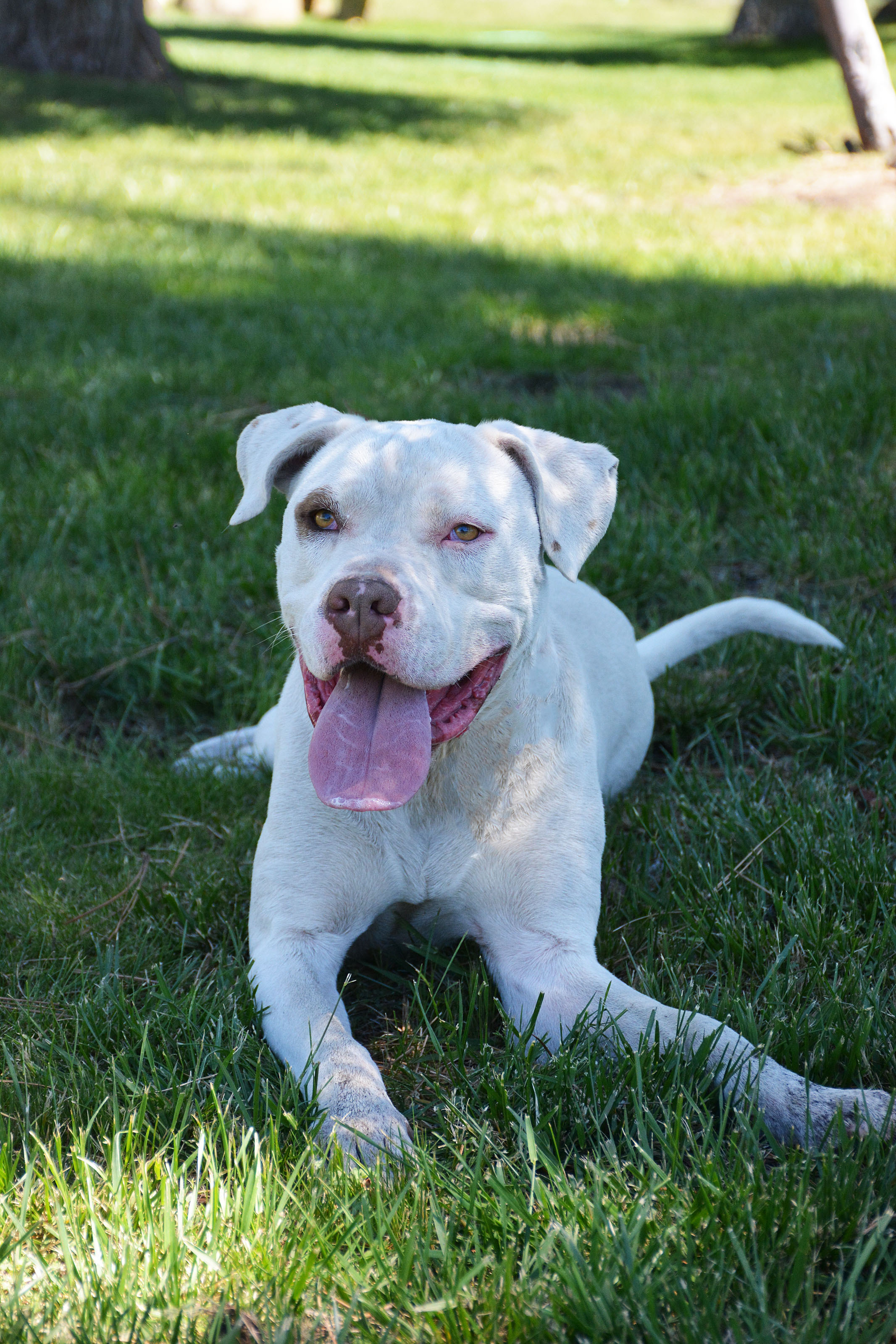 Han, a Adoptable mixed breed in Mountain Center, CA image 4/12