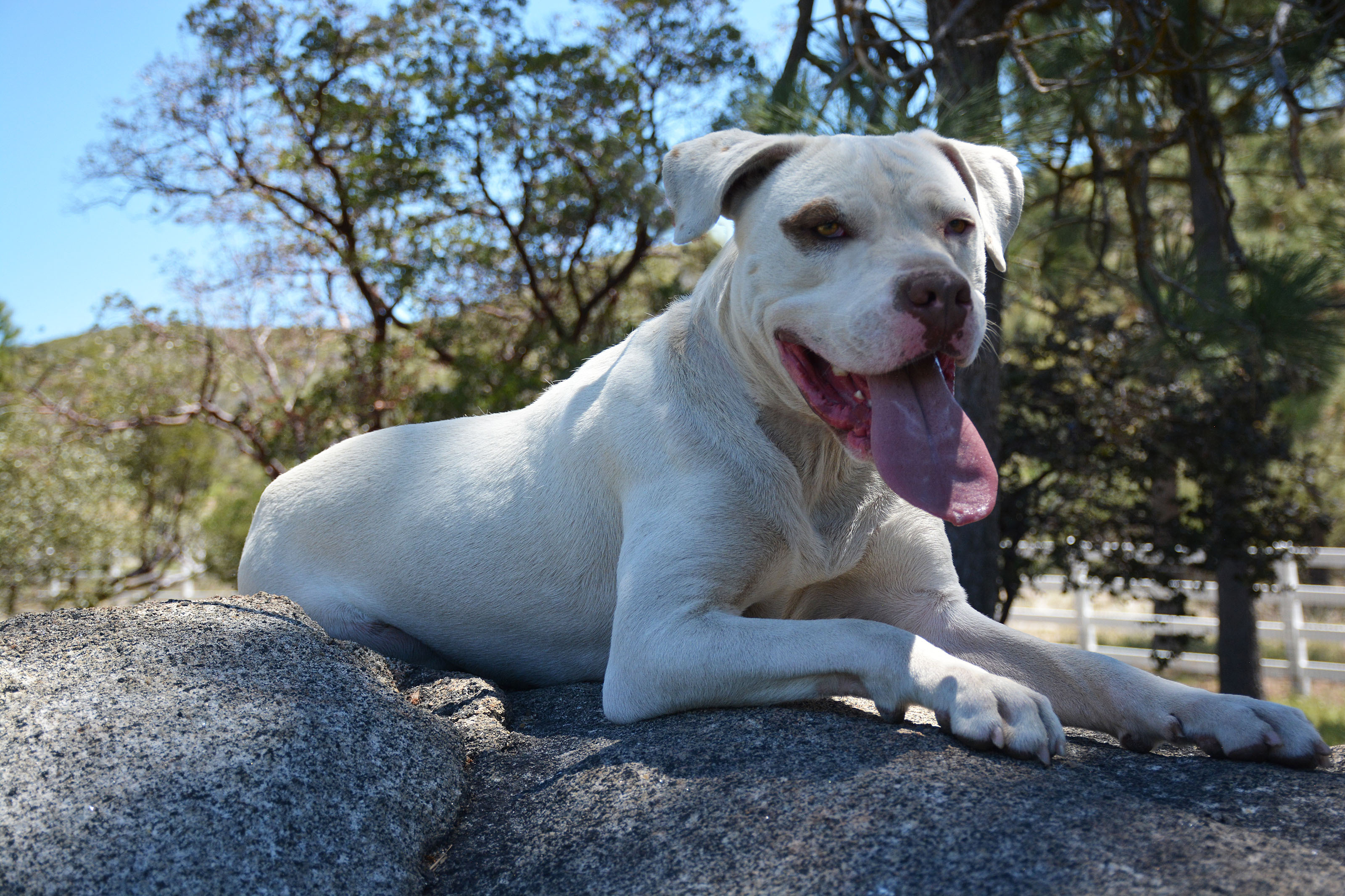Han, a Adoptable mixed breed in Mountain Center, CA image 5/12