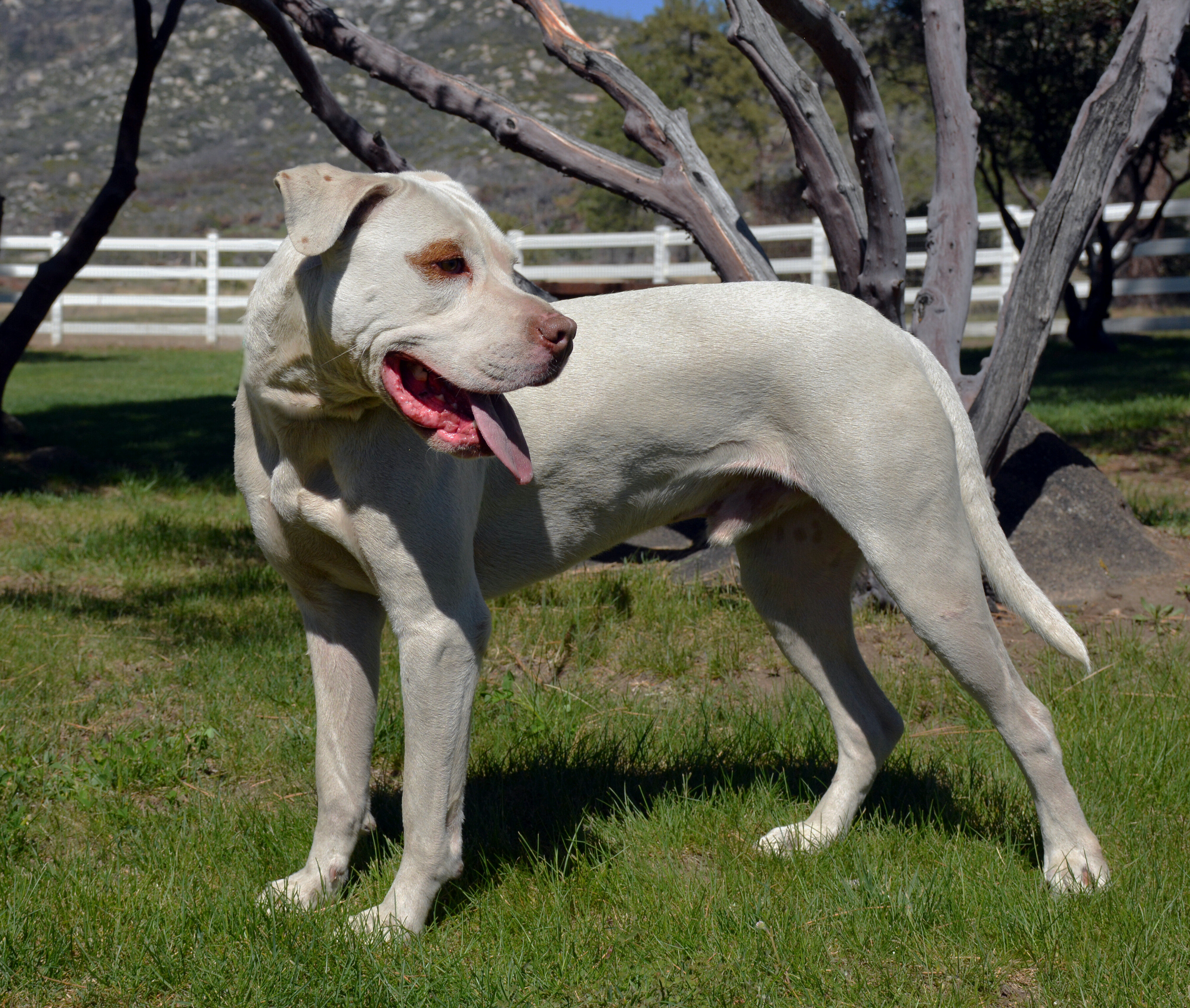 Han, a Adoptable mixed breed in Mountain Center, CA image 6/12