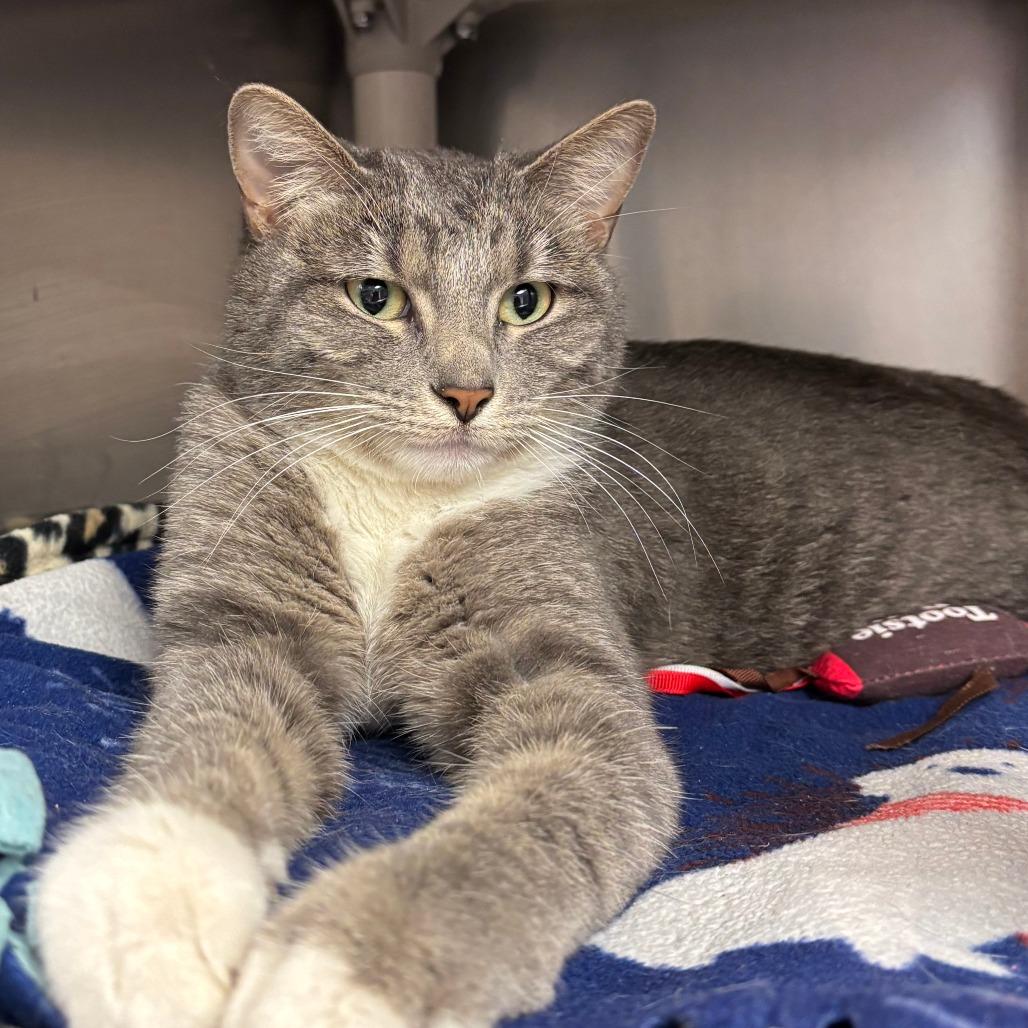 Yeti, ADOPTABLE, Adult Female Domestic Short Hair.