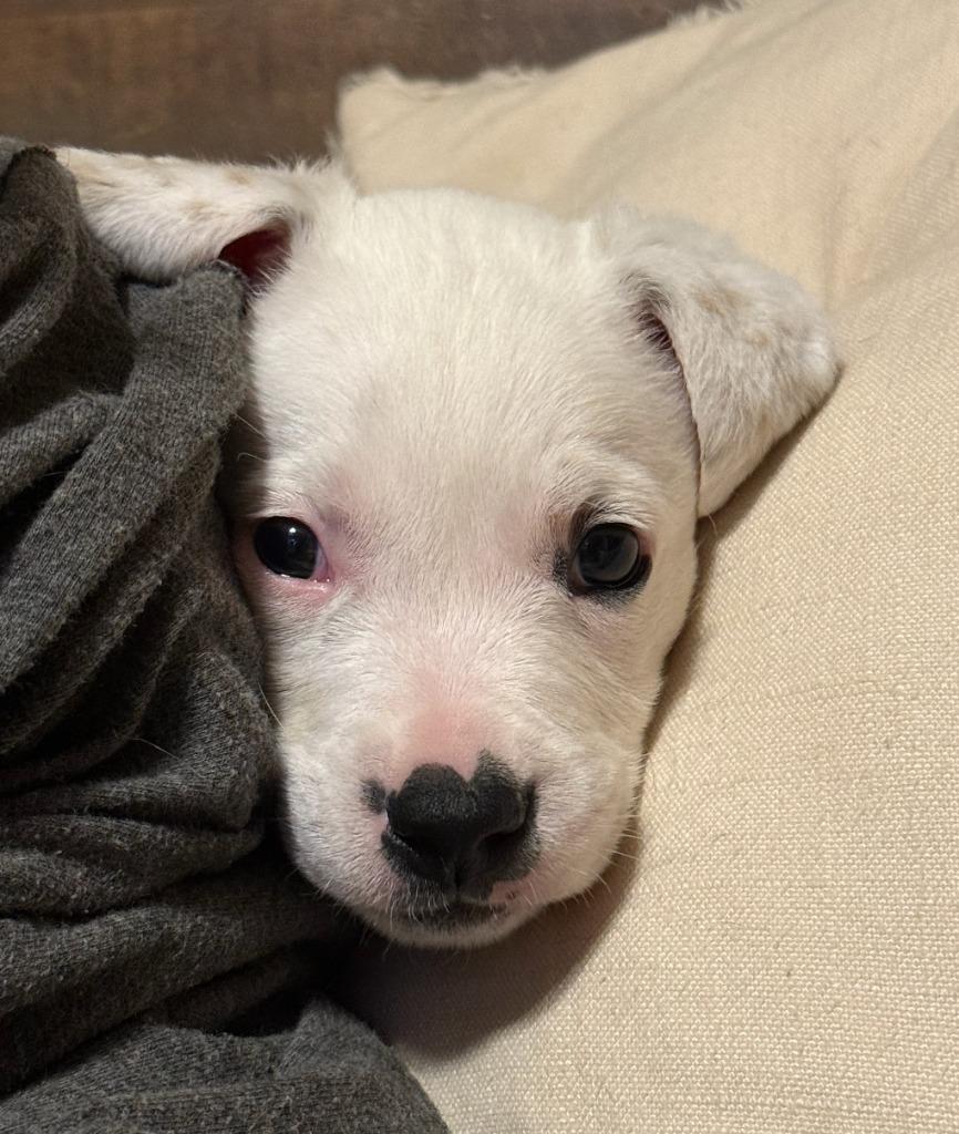 Enlarge Potato Salad, a Adoptable mixed breed in Fayetteville, AR image 1/6