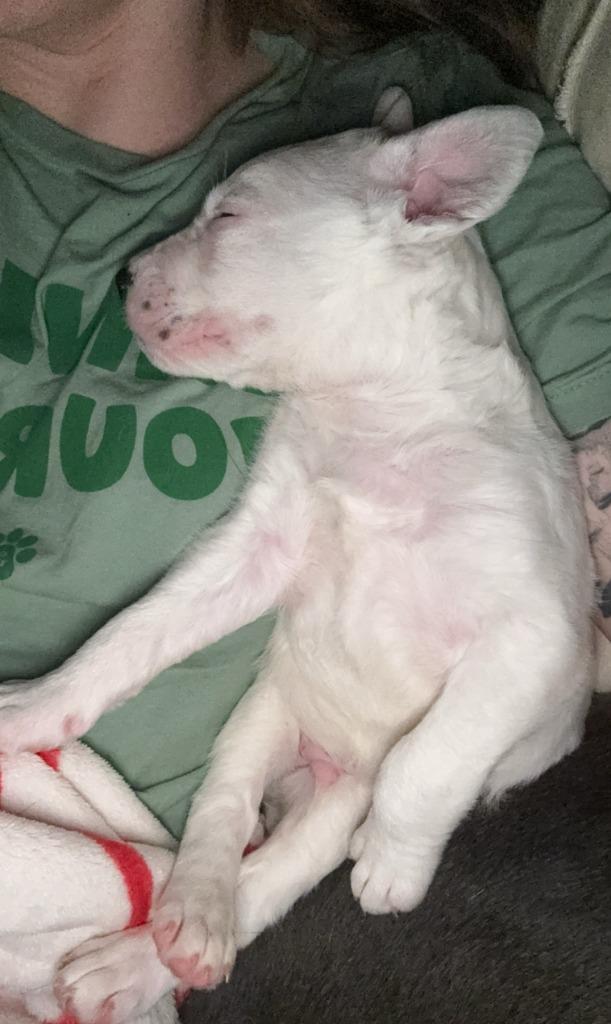 Enlarge Potato Salad, a Adoptable mixed breed in Fayetteville, AR image 2/6