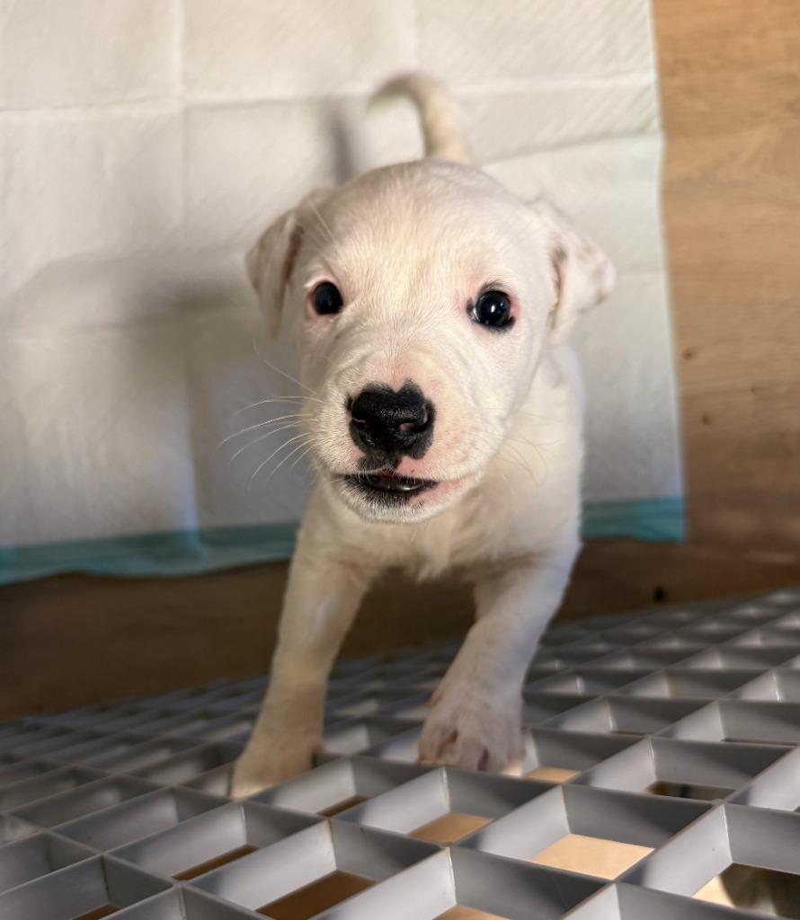 Enlarge Potato Salad, a Adoptable mixed breed in Fayetteville, AR image 3/6