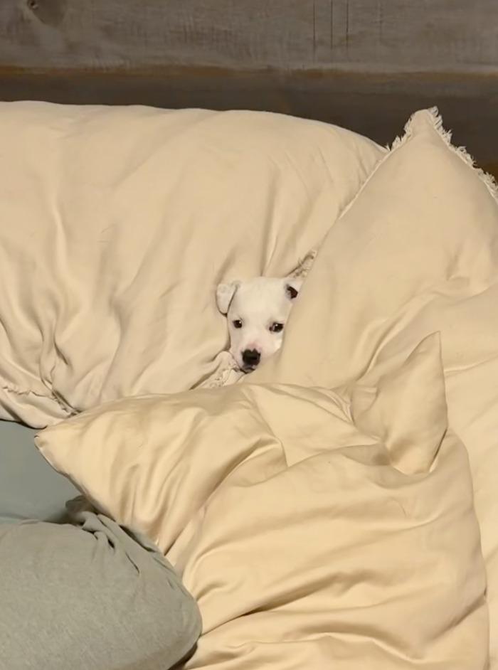 Enlarge Potato Salad, a Adoptable mixed breed in Fayetteville, AR image 4/6