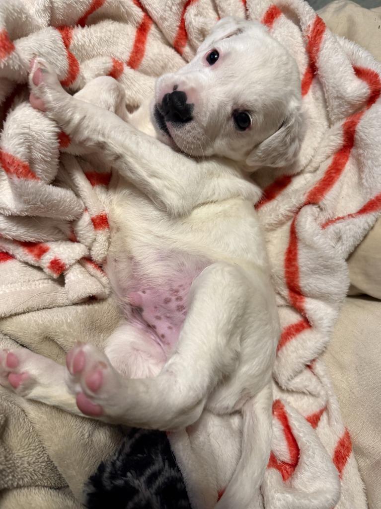 Enlarge Potato Salad, a Adoptable mixed breed in Fayetteville, AR image 5/6