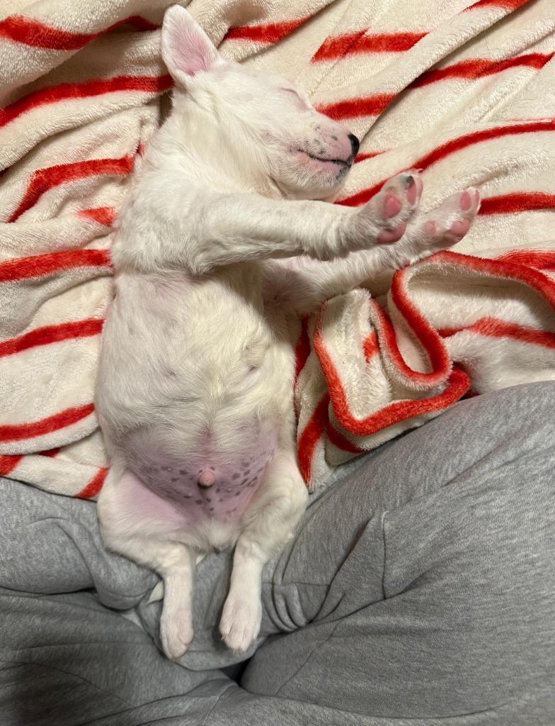 Enlarge Potato Salad, a Adoptable mixed breed in Fayetteville, AR image 6/6