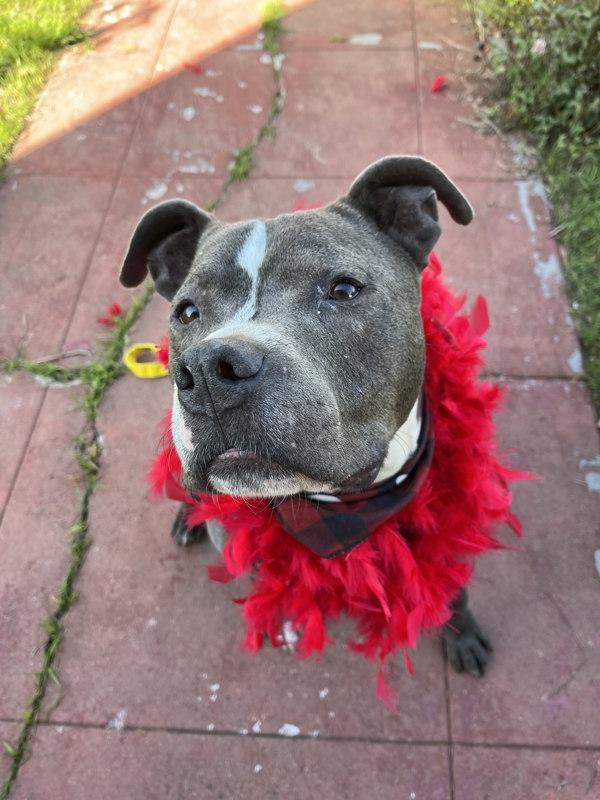 Enlarge Rawlo, a Adoptable mixed breed in Oakland, CA image 1/6