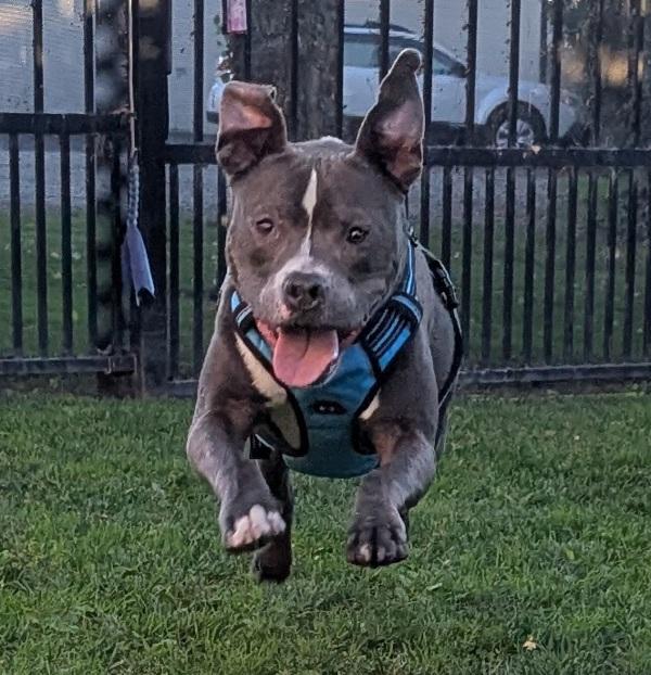 Enlarge Rawlo, a Adoptable mixed breed in Oakland, CA image 2/6