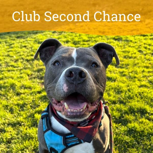 Enlarge Rawlo, a Adoptable mixed breed in Oakland, CA image 3/6