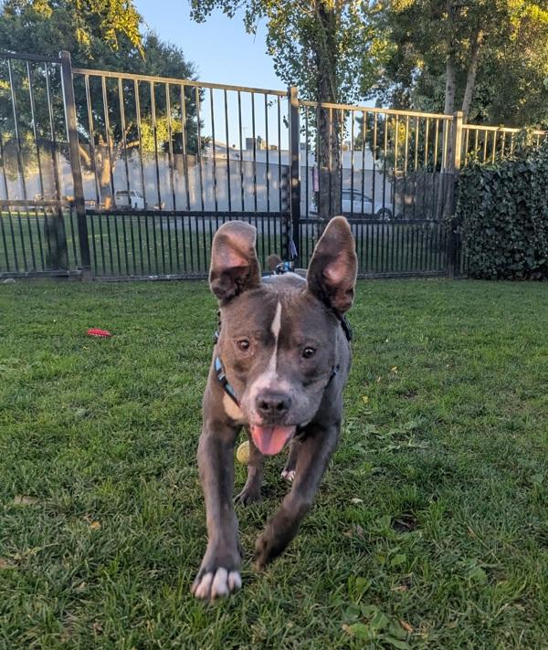 Enlarge Rawlo, a Adoptable mixed breed in Oakland, CA image 4/6