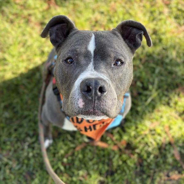 Enlarge Rawlo, a Adoptable mixed breed in Oakland, CA image 5/6