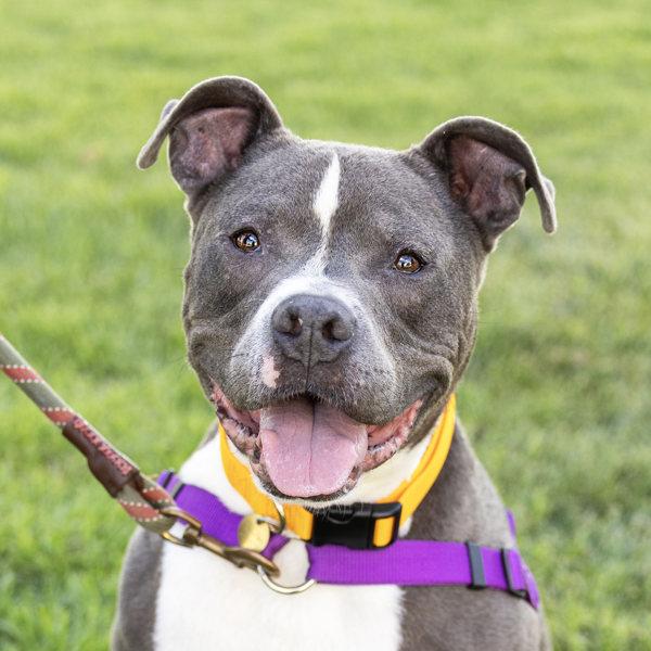 Enlarge Rawlo, a Adoptable mixed breed in Oakland, CA image 6/6