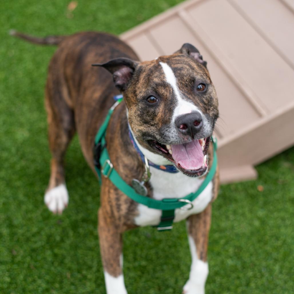Enlarge Zoey, a Adoptable mixed breed in Warwick, RI image 1/6