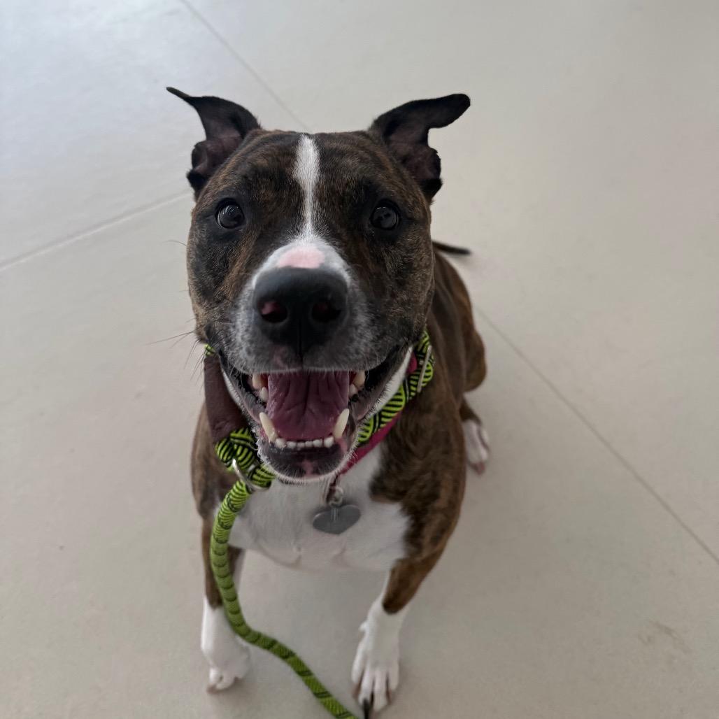 Enlarge Zoey, a Adoptable mixed breed in Warwick, RI image 2/6
