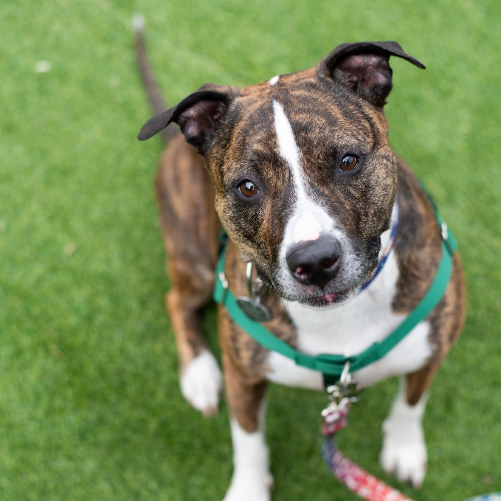 Enlarge Zoey, a Adoptable mixed breed in Warwick, RI image 3/6