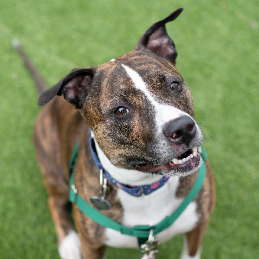 Enlarge Zoey, a Adoptable mixed breed in Warwick, RI image 6/6