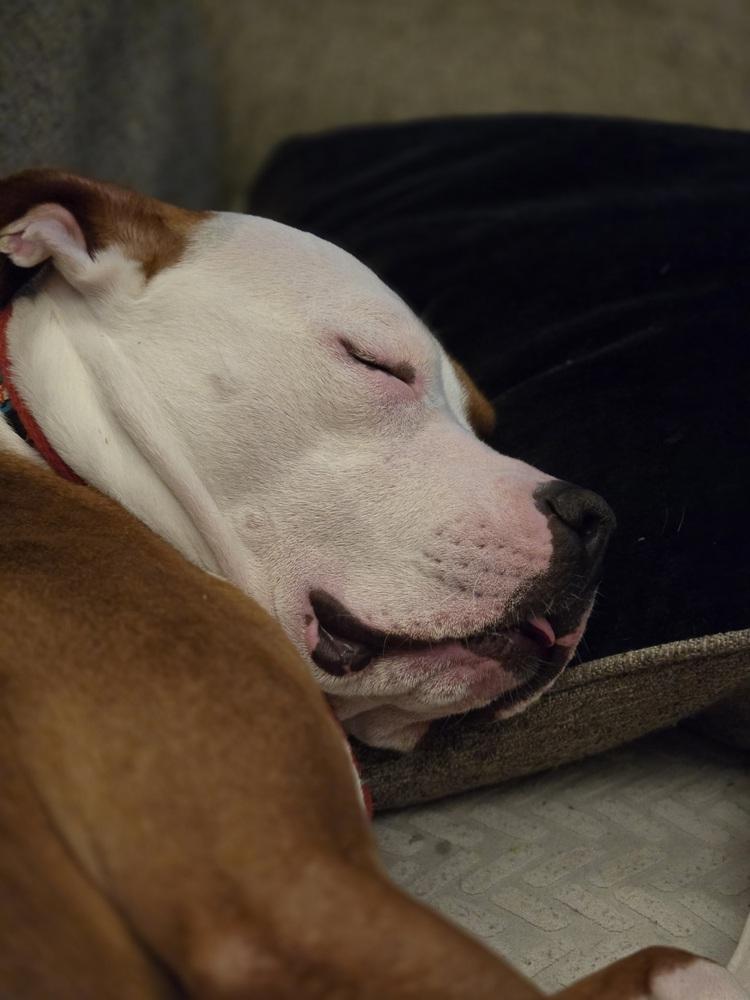 Bowie, Adoptable, Young Male American Staffordshire Terrier.