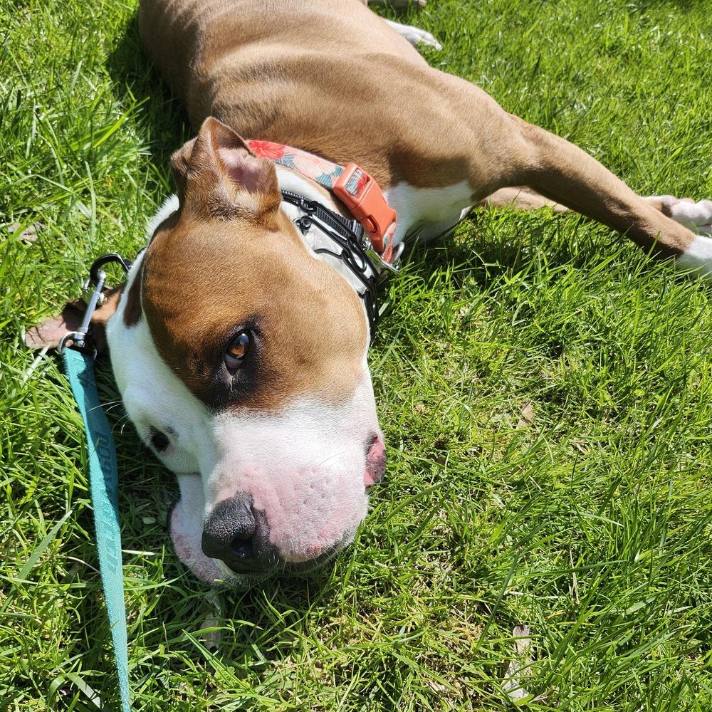 Bowie, a Adoptable mixed breed in Willingboro, NJ image 1/6