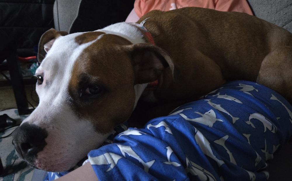 Bowie, a Adoptable mixed breed in Willingboro, NJ image 2/6