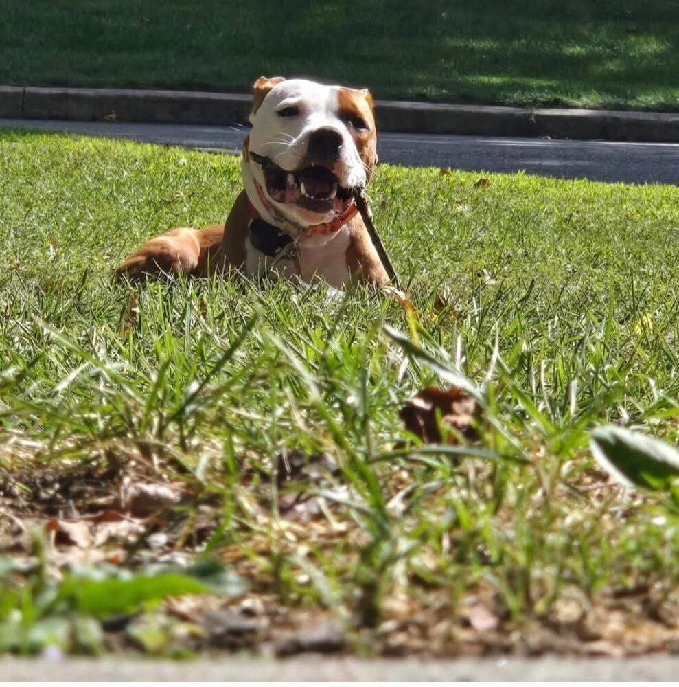 Enlarge Bowie, a Adoptable mixed breed in Willingboro, NJ image 3/6