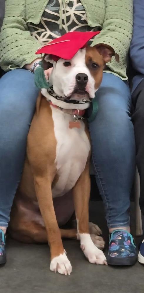 Bowie, a Adoptable mixed breed in Willingboro, NJ image 4/6