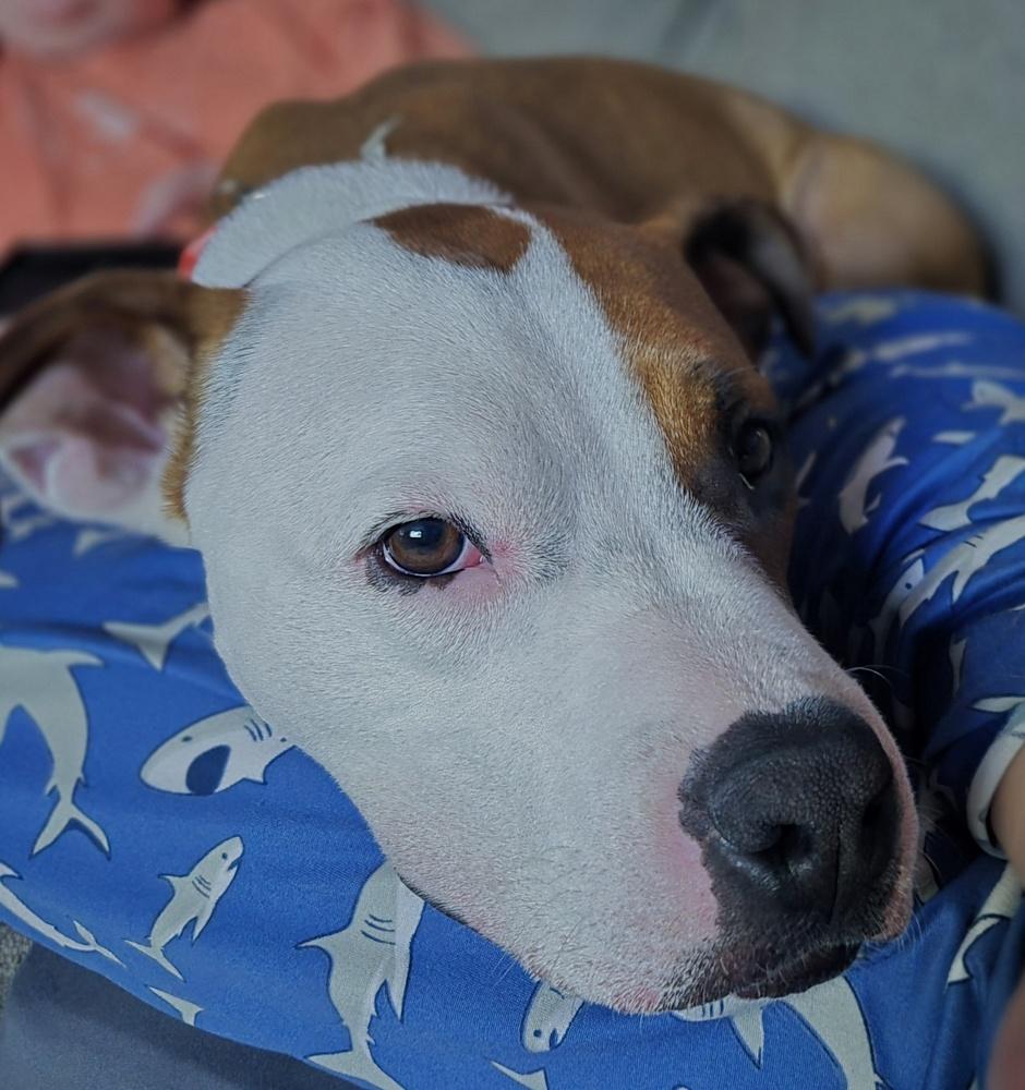 Bowie, a Adoptable mixed breed in Willingboro, NJ image 5/6
