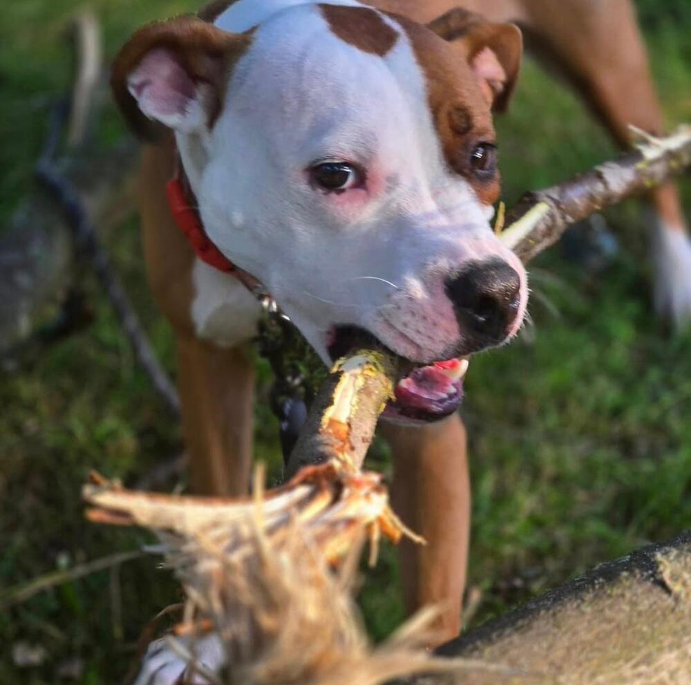 Bowie — thumbnail 6