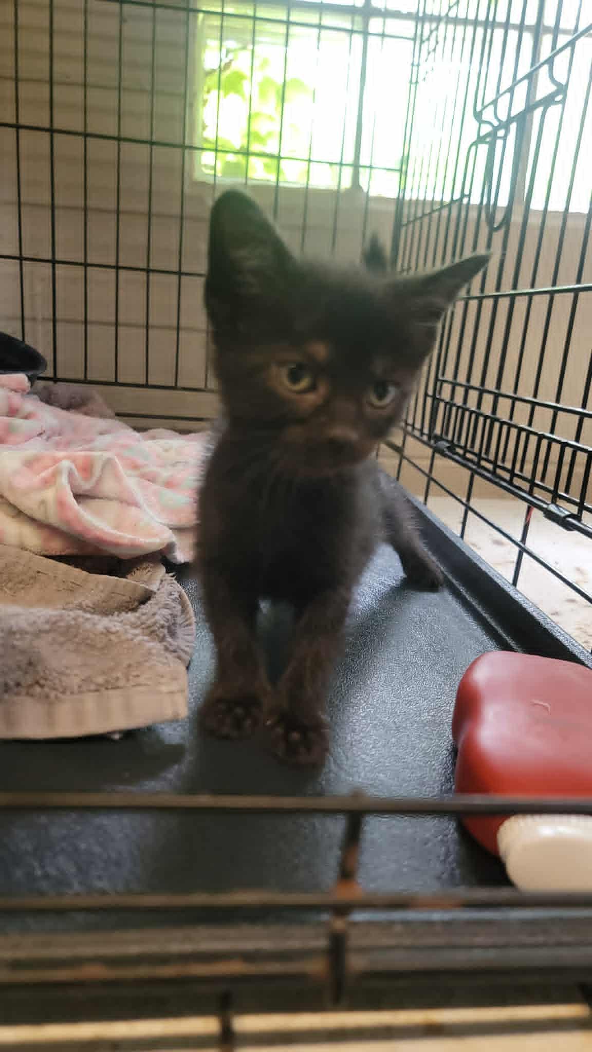 26-93, an adopted Domestic Short Hair in Freeport, IL image 2/2